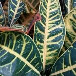 Codiaeum variegatum ഇല