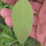 Heterotheca grandiflora Leaf