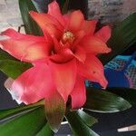 Guzmania spp. Bloem