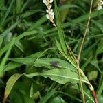 Persicaria segetum Otro