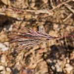 Bromus rubens Fruto