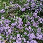 Symphyotrichum × salignum Habit