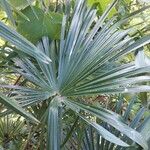 Trachycarpus fortuneiبرگ