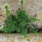 Antirrhinum majus Habit