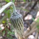 Chaptalia arechavaletae Flor