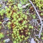 Plantago subulata Flower