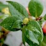 Camellia sasanqua Ліст