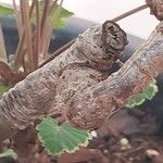 Pelargonium mossambicense Bark