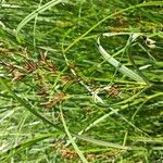 Cyperus longus Flower