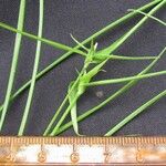 Rhynchospora radicans Altul/Alta