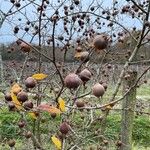 Crataegus germanica Плод