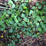Viola sempervirens Hábito