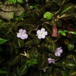 Episcia lilacina Hábito
