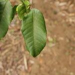 Sclerocroton cornutus Φύλλο