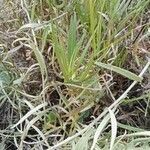 Pigea enneasperma Leaf