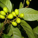 Quiina macrophylla Fruct
