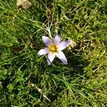 Romulea bulbocodium Flor