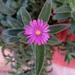 Delosperma ashtonii