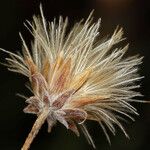 Bebbia juncea Ffrwyth