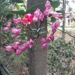 Clerodendrum thomsoniae Flor