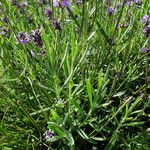 Lavandula angustifolia Листок