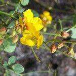 Chamaecrista hispidula Kvet