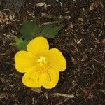 Pavonia burchellii Çiçek