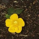 Pavonia burchellii Цвят