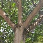 Ficus saussureana Habit