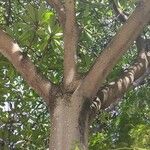 Ficus saussureana Hábito