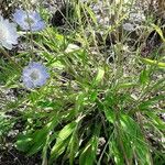Lomelosia caucasica Λουλούδι