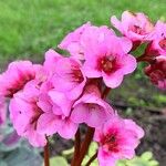 Bergenia crassifolia花