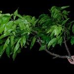 Lannea welwitschii Habitus