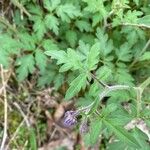 Phacelia bipinnatifida Folha