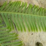 Dicranopteris linearis Tabia