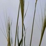 Stipa capensis Yaprak