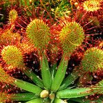 Drosera capillaris Leaf