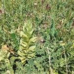 Acanthus hirsutus Flor