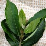 Bunchosia argentea 葉
