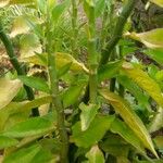 Euphorbia tithymaloides Leaf
