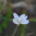 Epilobium palustreКвітка