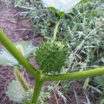 Datura stramonium Fruit