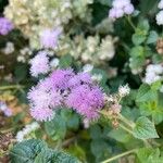 Ageratum houstonianumफूल