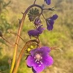 Phacelia parryi Flor