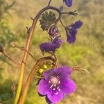 Phacelia parryi Kvet