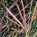 Bothriochloa ischaemum Flower