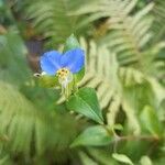 Commelina communis Kwiat