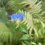 Commelina communis Çiçek