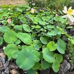 Nelumbo nucifera Staniste