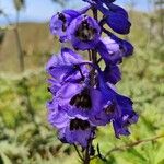 Delphinium formosum Kvet